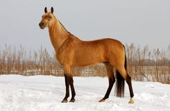 Dun horse exterior royalty free stock photo Dun horse exterior royalty free stock photo
