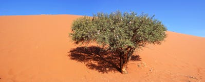 Dune45 obrazy stock Dune45 obrazy stock
