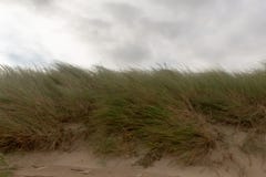 Dunes 1 Egmond Zee aan, Pays-Bas photos libres de droits Dunes 1 Egmond Zee aan, Pays-Bas photos libres de droits
