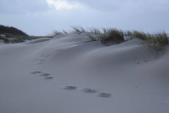 Dunes with grass at the coast of the North Sea in Zeeland in the Netherlands stock images Dunes with grass at the coast of the North Sea in Zeeland in the Netherlands stock images