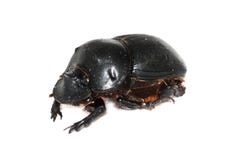 Dung Beetle Royalty Free Stock Photography Dung Beetle Royalty Free Stock Photography