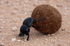 Dung Beetle