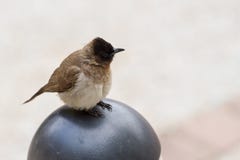 Dunkel-mit einer Kappe bedeckter Bulbul lizenzfreies stockfoto Dunkel-mit einer Kappe bedeckter Bulbul lizenzfreies stockfoto