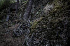 Dunkle Flusssteine bedeckten im Moos im Wald mit dem Baumheranwachsen stockbild Dunkle Flusssteine bedeckten im Moos im Wald mit dem Baumheranwachsen stockbild