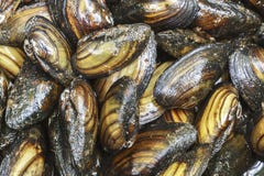 Dunkle frische ungenießbare Sommerlebhaftseen der Miesmuscheln stockfotos Dunkle frische ungenießbare Sommerlebhaftseen der Miesmuscheln stockfotos