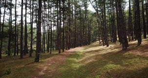 Durch den Horror-Konzeptwald Wald des Morgens niedrig fliegen mystischen hellowen herein Feenhaftes surise im wilden Wald und in stock video footage Durch den Horror-Konzeptwald Wald des Morgens niedrig fliegen mystischen hellowen herein Feenhaftes surise im wilden Wald und in stock video footage
