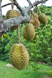 Durian, King Of Tropical Fruit Royalty Free Stock Image