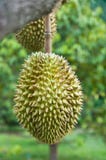 Durian, King Of Tropical Fruit Stock Photo