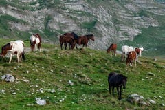 durmitor Montenegro park narodowy mała wioska Konie pasa w zielonej łące, Pogodny letni dzień zdjęcie stock durmitor Montenegro park narodowy mała wioska Konie pasa w zielonej łące, Pogodny letni dzień zdjęcie stock