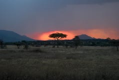 Dusk in the Serengeti - Sun Setting behind a Tree royalty free stock images Dusk in the Serengeti - Sun Setting behind a Tree royalty free stock images