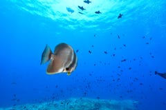 dusky batfish arkivfoton dusky batfish arkivfoton