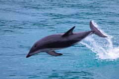 Dusky Dolphin jumping out of the sea stock photography Dusky Dolphin jumping out of the sea stock photography