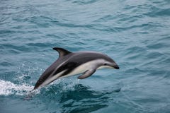 Dusky dolphin swimming off the coast of Kaikoura, New Zealand stock photos Dusky dolphin swimming off the coast of Kaikoura, New Zealand stock photos