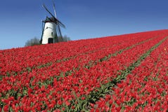 Dutch mill and red tulips