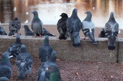 Duvamöte fotografering för bildbyråer Duvamöte fotografering för bildbyråer