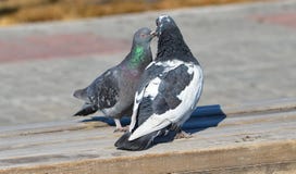 duvor arkivfoto duvor arkivfoto