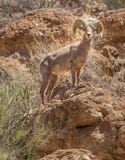 Duzi rogaci cakle w Sonoran pustyni Arizona zdjęcie stock Duzi rogaci cakle w Sonoran pustyni Arizona zdjęcie stock