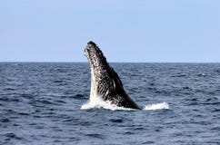 Duża Humpback głowa zdjęcia royalty free Duża Humpback głowa zdjęcia royalty free