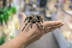 Duża pająk tarantula siedzi czołganie na mężczyzna ` s ręce fotografia stock Duża pająk tarantula siedzi czołganie na mężczyzna ` s ręce fotografia stock