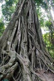 Duży Banyan Trey dorośnięcie w Laos parku narodowym fotografia royalty free Duży Banyan Trey dorośnięcie w Laos parku narodowym fotografia royalty free