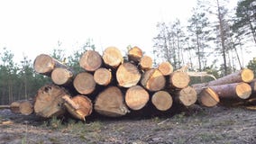 Duży stos szalunek loguje się las przeciw tłu zmierzch, zbiera szalunek dla eksporta, przemysł zbiory wideo Duży stos szalunek loguje się las przeciw tłu zmierzch, zbiera szalunek dla eksporta, przemysł zbiory wideo