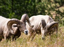 Dwa bighorn cakli Amerykański pasanie na łące fotografia stock Dwa bighorn cakli Amerykański pasanie na łące fotografia stock
