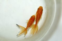 Dwa goldfish na małym pucharze zdjęcie stock Dwa goldfish na małym pucharze zdjęcie stock
