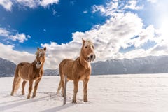 Dwa Haflinger konia na zimy łące i halnych szczyty na tle obrazy stock Dwa Haflinger konia na zimy łące i halnych szczyty na tle obrazy stock