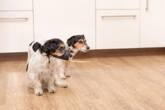 Dwa Jack Russell teriera psiny popierają kogoś popierają kogoś w mieszkaniu - obok - zdjęcie stock Dwa Jack Russell teriera psiny popierają kogoś popierają kogoś w mieszkaniu - obok - zdjęcie stock
