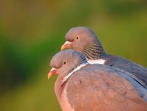 Dwa lovebirds drewnianego gołębia fotografia royalty free Dwa lovebirds drewnianego gołębia fotografia royalty free