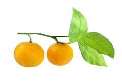 Dwa tangerines na jeden gałąź z zielonymi liśćmi na białym tle odizolowywali zbliżenie obraz stock Dwa tangerines na jeden gałąź z zielonymi liśćmi na białym tle odizolowywali zbliżenie obraz stock