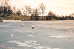 Dwa wielkiego pięknego białego łabędź chodzą na lód zakrywającym jeziorze przy zdjęcia royalty free Dwa wielkiego pięknego białego łabędź chodzą na lód zakrywającym jeziorze przy zdjęcia royalty free