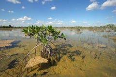 Dwarf Mangrove Trees of Everglades National Park, Florida. stock photography Dwarf Mangrove Trees of Everglades National Park, Florida. stock photography