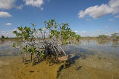 Dwarf Mangrove Trees of Everglades National Park, Florida. royalty free stock image Dwarf Mangrove Trees of Everglades National Park, Florida. royalty free stock image