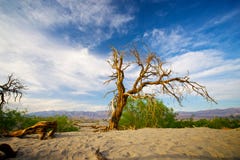 Dying Tree In Death Valley Royalty Free Stock Photo Dying Tree In Death Valley Royalty Free Stock Photo