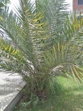 Dypsis lutescens zdjęcia stock Dypsis lutescens zdjęcia stock