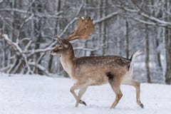 Działający Dorosły ugoru rogacz Zimy opowieść Z Męskim Jelenim ugoru rogaczem, Dama Dama, Daniel W Naturalnym siedlisku Rogacz Bi fotografia stock Działający Dorosły ugoru rogacz Zimy opowieść Z Męskim Jelenim ugoru rogaczem, Dama Dama, Daniel W Naturalnym siedlisku Rogacz Bi fotografia stock