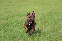 Działający stary angielski buldog fotografia stock Działający stary angielski buldog fotografia stock