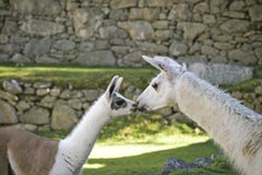 Dziecka lama całuje mamusi lama w Machu Picchu terenie zdjęcia royalty free Dziecka lama całuje mamusi lama w Machu Picchu terenie zdjęcia royalty free