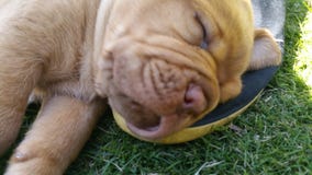 Dziecko francuski mastif Dogue De Bordo obrazy stock Dziecko francuski mastif Dogue De Bordo obrazy stock