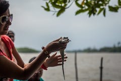 Dziewczyna trzyma troszkÄ™ krokodyla Krokodyl pokazuje zÄ…b strukturÄ™ przy gator gospodarstwem rolnym w bÅ‚otach obraz stock Dziewczyna trzyma troszkÄ™ krokodyla Krokodyl pokazuje zÄ…b strukturÄ™ przy gator gospodarstwem rolnym w bÅ‚otach obraz stock