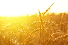 dzień lata gorąca pola pszenicy obrazy stock dzień lata gorąca pola pszenicy obrazy stock