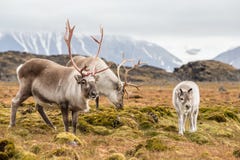 Dzika Arktyczna reniferowa rodzina - Svalbard