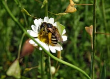 Dzika pszczoła na białego kwiatu leucanthemum vulgare zdjęcie stock Dzika pszczoła na białego kwiatu leucanthemum vulgare zdjęcie stock