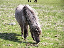 Dziki konik w Dartmoor Devon UK zdjęcia stock Dziki konik w Dartmoor Devon UK zdjęcia stock