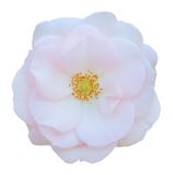 Dziki Różany Rosaceae odizolowywający na białym tle wliczając ścinek ścieżki, Zdjęcie Royalty Free Dziki Różany Rosaceae odizolowywający na białym tle wliczając ścinek ścieżki, Zdjęcie Royalty Free