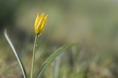 Dziki żółty tulipan z kroplami rosa fotografia stock Dziki żółty tulipan z kroplami rosa fotografia stock