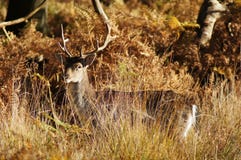 DÄGGDJUR - Dovhjortar arkivfoto DÄGGDJUR - Dovhjortar arkivfoto