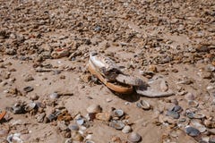 Déchets sur la plage Chaussure abandonnée Déchets et pollution sur la plage Contamination et environnement photo libre de droits Déchets sur la plage Chaussure abandonnée Déchets et pollution sur la plage Contamination et environnement photo libre de droits