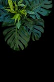 Décoration tropicale de feuilles sur le fond noir, fougère, monstera, photo libre de droits Décoration tropicale de feuilles sur le fond noir, fougère, monstera, photo libre de droits